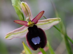 Ophrys_bertoloniiformis_Bosco_Quarto